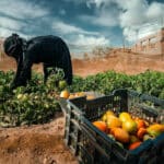 مجموعة الحماية.. كيف يمكن توجيه المساعدات الإنسانية في اليمن بفاعلية أكبر؟