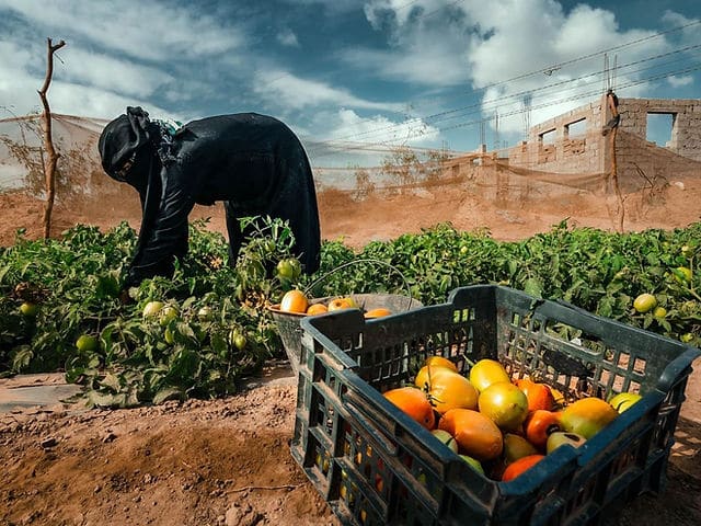 مجموعة الحماية.. كيف يمكن توجيه المساعدات الإنسانية في اليمن بفاعلية أكبر؟