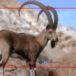 يوم الوعل اليمني