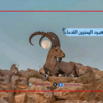 هل كان الوعل معبود اليمنيين القدماء؟