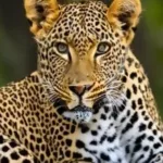 قصة النمر العربي