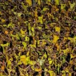 لجنة الاستئناف تُؤيد عقوبة الإتحاد بسبب جماهيره