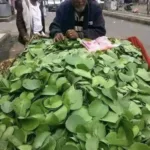 "الحلص" .. طعام الجوع في اليمن