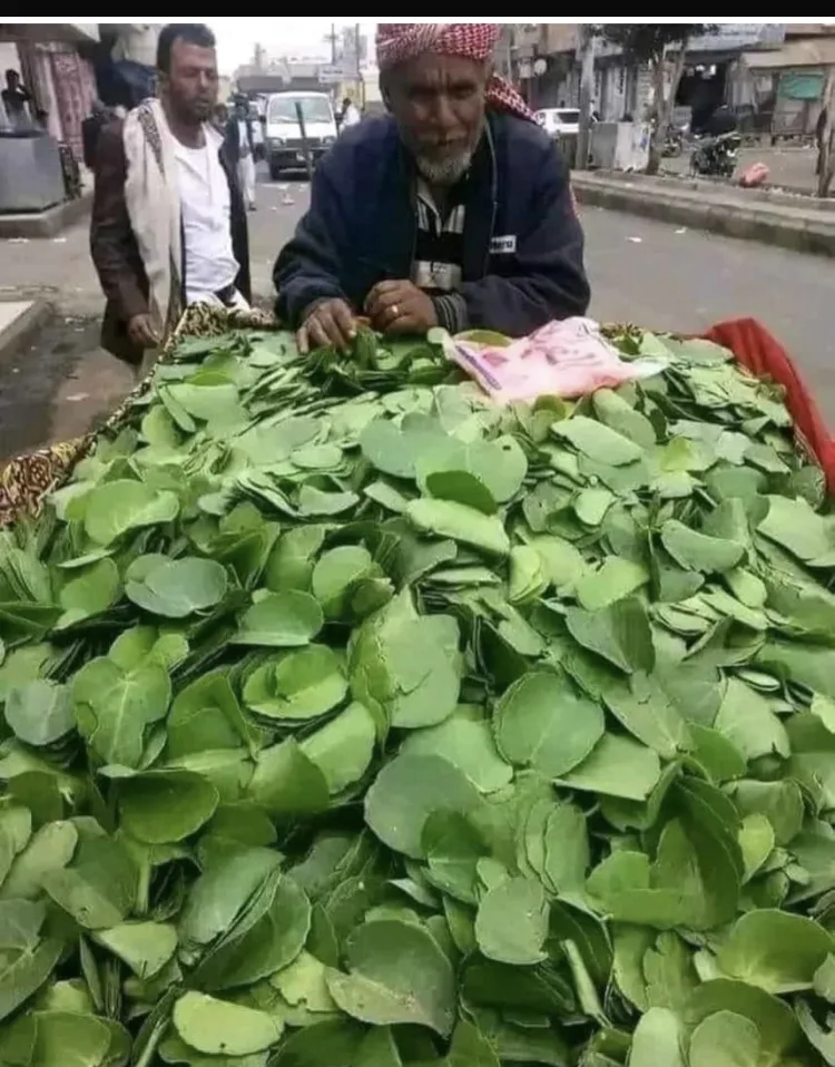 “الحلص” .. طعام الجوع في اليمن