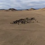 هيومن رايتس ووتش تنتقد السعودية بسبب رد الفعل العنيف على "حياة الماعز"