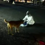 حملة مكثفة للحد من انتشار الكلاب الضالة في الأحياء الشرقية بمحافظة تعز