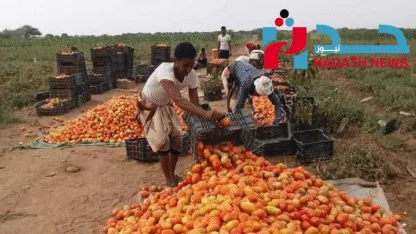 أزمة تسويق منتجات تهامة: لماذا تبقى في الظل رغم أهميتها؟